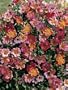 Happy Chappy (own root) (Rosa Landscape/Shrub) - Bare Root Rose