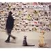 Cats & Dogs