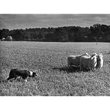 Sheep Dog Trials Kent Photographic Poster Print