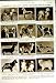 1950 POPE PIUS DOGMA ASSUMPTION VIRGIN MARY OLYMPIA DOG