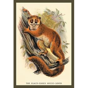 The Black-Eared Mouse Lemur 20x30 poster