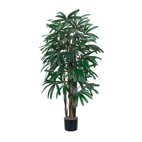 Raphis Palm Silk Tree 5'