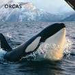 Orcas, Killer Whales 2013 Square 12X12 Wall