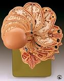 Section Model Of The Head-BS55