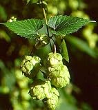 Beer Hops 10 Seeds- Humulus lupulus - Exotic!