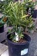Clementine Mandarin Orange Tree Dwarf, Five Gallon Container