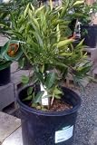 Clementine Mandarin Orange Tree Dwarf, Five Gallon Container
