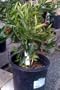 Clementine Mandarin Orange Tree Dwarf, Five Gallon Container