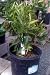 Clementine Mandarin Orange Tree Dwarf, Five Gallon Container