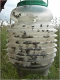 Outdoor Living : FLY TRAPS - 2 in a pack