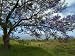 Hawai'I, Kula, Maui, the Jacaranda Tree Produces Beautiful Purple Flowers Photographic Poster Print, 18x24