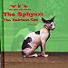 The Sphynx: The Hairless Cat (Kid's Cat Library)