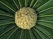 Close View of a Palm with Tightly Furled Fronds Photographic Poster Print by Michael ...