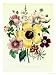 Hibiscus Moscheutos and Lavatera Treloba Giclee Poster Print, 18x24
