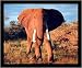 African Elephant (Walking Forward) Framed Art Poster Print - 16" X 20"