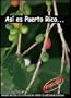 Asi es Puerto Rico