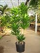 Dracaena JC Compacta 12" Pot, OAH 5'
