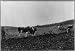 Agriculture - The old,the new,tractor and plow,pair of oxen pulling plow,farming