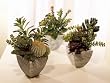 Set of 3 Chic Botanical Potted Decorative Southwestern Succulents 10"