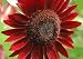 Velvet Queen Sunflower 20 Seeds 650 Milligrams