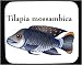 Mouse Pad with fish, aquarium