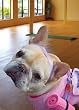 BIRTHDAY W/ DOG IN YOGA CLASS