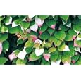 Ornamental Kolomikta Kiwi Vine - Actinidia - SALE*