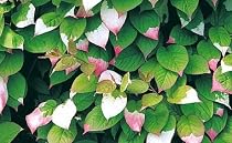 Ornamental Kolomikta Kiwi Vine