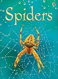 Spiders (Usborne Beginners) (Usborne Beginners)