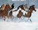 Horses Wild Beauty 1000 Piece Jigsaw Puzzle