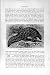 Natural History 1894-95 Short-Tailed Pangolin Edentates