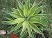 1 LIVE AGAVE DESMETIANA VARIGATA SUCCULANT DESERT PLANT