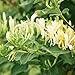 Littlepiano 60Pcs Japanese Honeysuckle Vine Lonicera Japonica Seeds