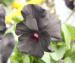 Clear Crystals Black Pansy 30 Seeds 195 Milligrams
