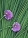Chive Stems and Flowers (Allium Schoenoprasum) Photographic Poster Print by Wally Eberhart, 12x16