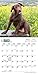 Chocolate Lab Puppies 2016 Calendar
