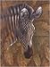 Safari Zebra by Joe Sambataro. Size 6.00 inches width by 8.00 inches height. High Quality Art Poster Print