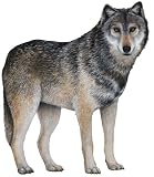 Walls of the Wild Wolf