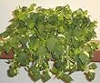 24" Pothos Ledge Garden