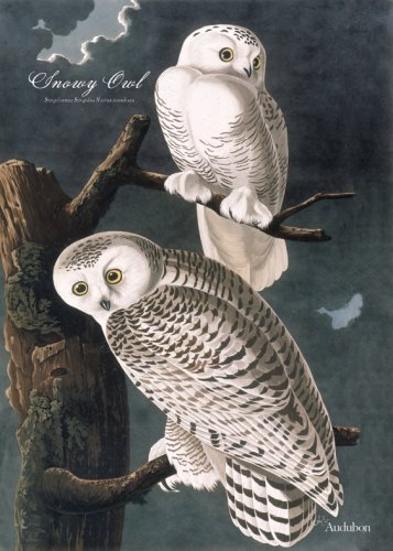 Audubon Garden Flag-Snowy Owl