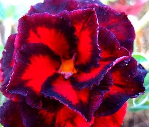 Adenium obesum Black Bird - Karoo rose - desert rose - impala lily - 3 seeds