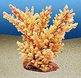 ACROPORA FLORIDA XL, natur
