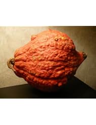 Lawn & Patio: (VSQWHU)~"RED HUBBARD" SQUASH~Seed!!~~~~~~Huge!~~~~~Delicious!!!