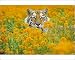 Photographic Prints of TOM-1659 Bengal Tiger - in orange mustard flowers from Ardea Wildlife Pets