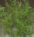 Natural Evergreen Plumosa Fern 12-19 inches, Package of 18 Stems