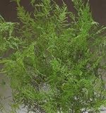 Natural Evergreen Plumosa Fern 12-19 inches, Package of 18 Stems