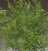 Natural Evergreen Plumosa Fern 12-19 inches, Package of 18 Stems