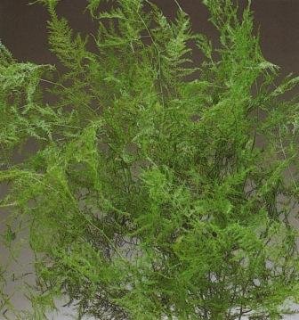 Childrens Toyshop  Outdoor Living : Natural Evergreen Plumosa Fern 12-19 inches, Package of 18 Stems