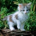 Ravensburger Square Jigsaw Puzzle - Curious kitten - 500 pieces