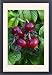 Framed Prints of USH-2448 Rugosa Rose or Japanese Rose - Ripened hips in autumn from Ardea Wildlife Pets